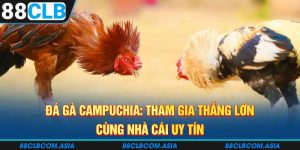 Đá Gà Campuchia: Tham Gia Nhận thưởng Cùng Nhà Cái 88CLB